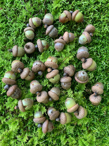Acorns With Caps, Red Oak, 500 Count, Seconds, Imperfect Shape or Look