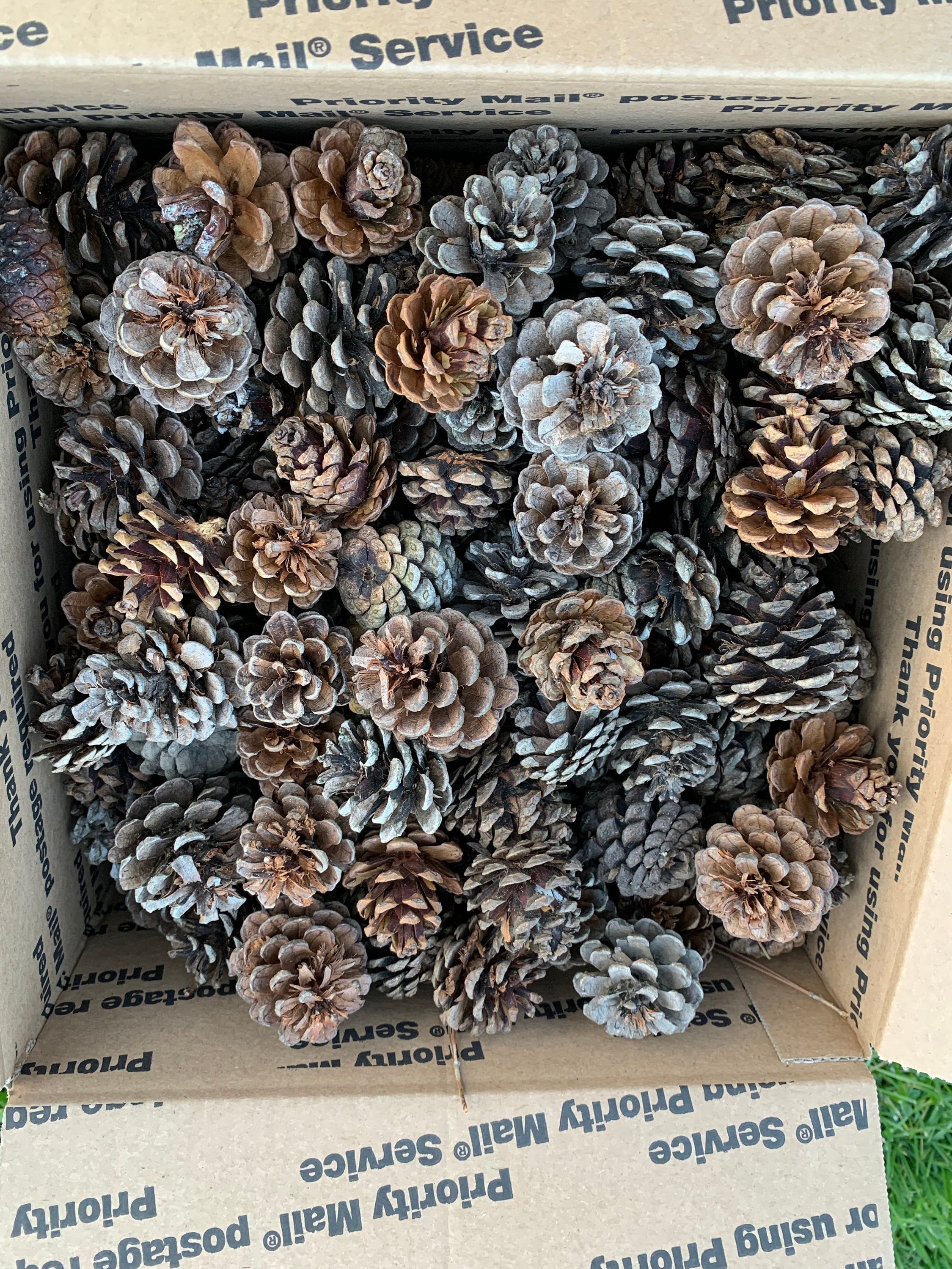 Pine Cones, Seconds, Imperfect, Red Pine Cones, One Box, Approximately 275 Cones
