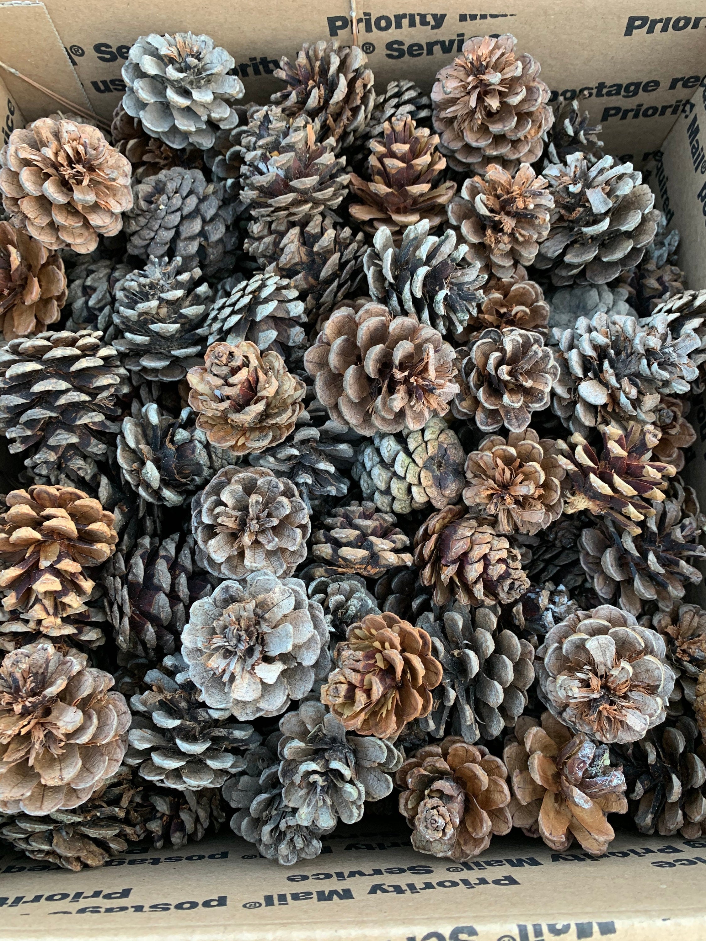 Pine Cones, Seconds, Imperfect, Red Pine Cones, One Box, Approximately 275 Cones