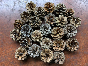 Pine Cones,  Red Pine Cones, Smaller in Size, Apprx 1 1/2 inch wide and one inch high, 100 count