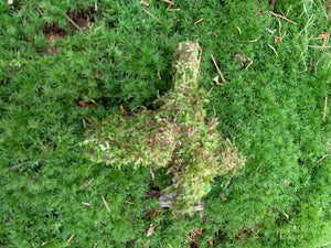 Mossy Log, Live Moss, Naturally grown on a log, about 6 inches in size