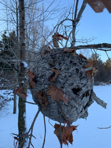 Bees Nest, Paper Wasp, Bees Hive, volley ball size