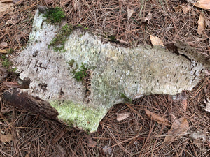 White Birch Bark with live moss growing on it, 20 inches diameter x 11 inches long
