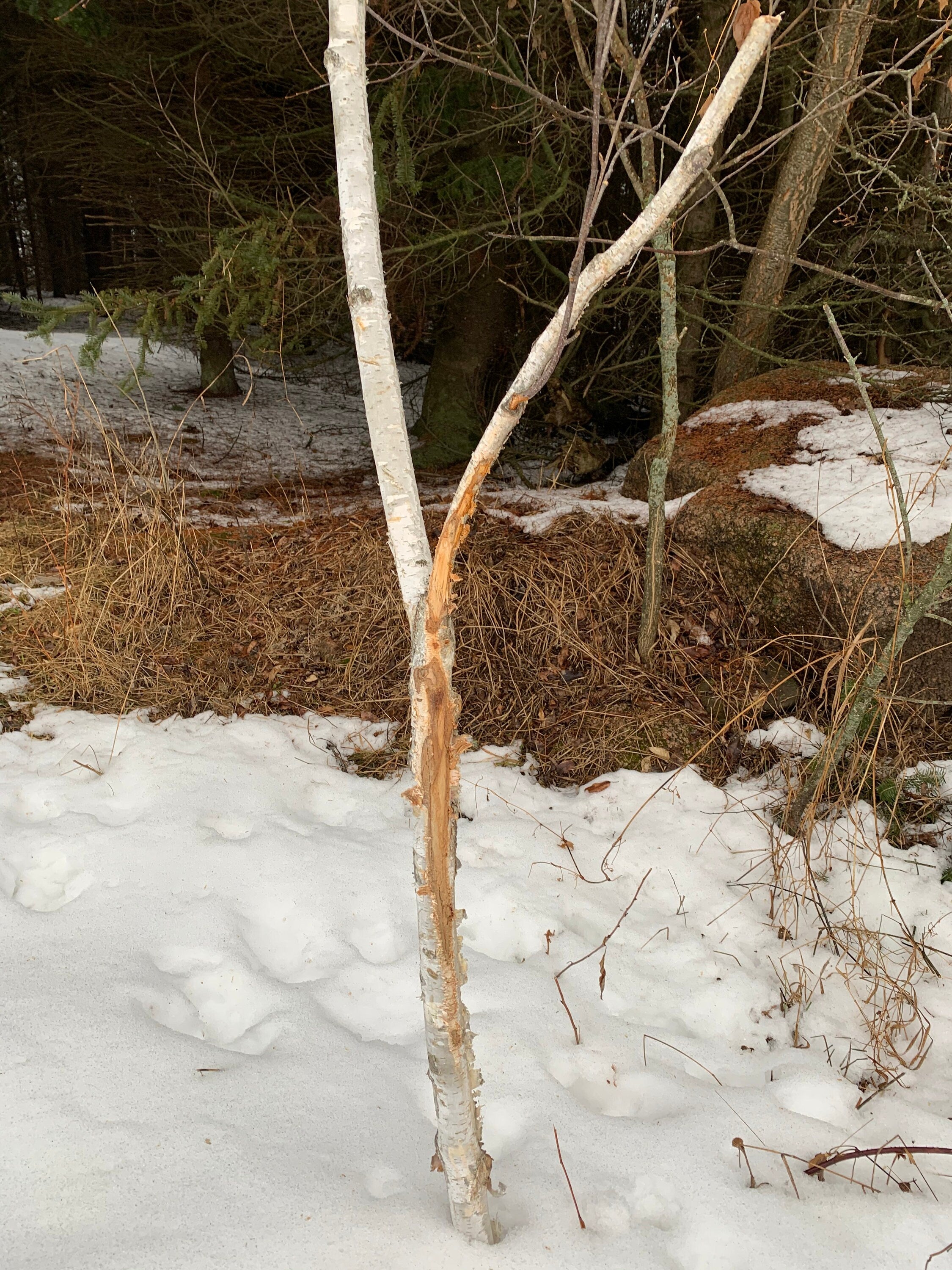 Buck rub on a white birch branch, approximately 52 inches tall and about 1 3/4 inch diameter