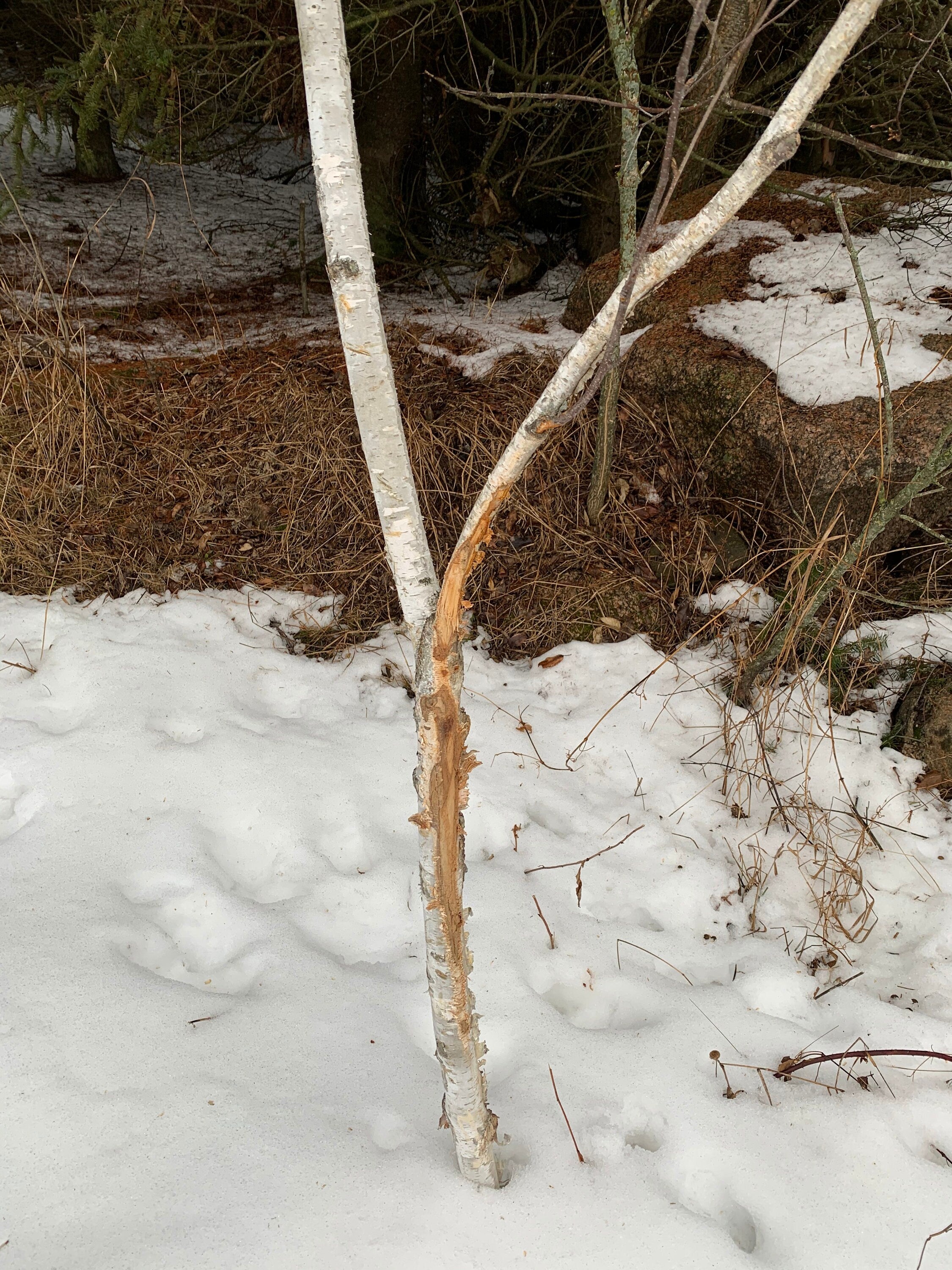 Buck rub on a white birch branch, approximately 52 inches tall and about 1 3/4 inch diameter