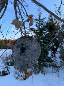 Bees Nest, Paper Wasp, Bees Hive, volley ball size