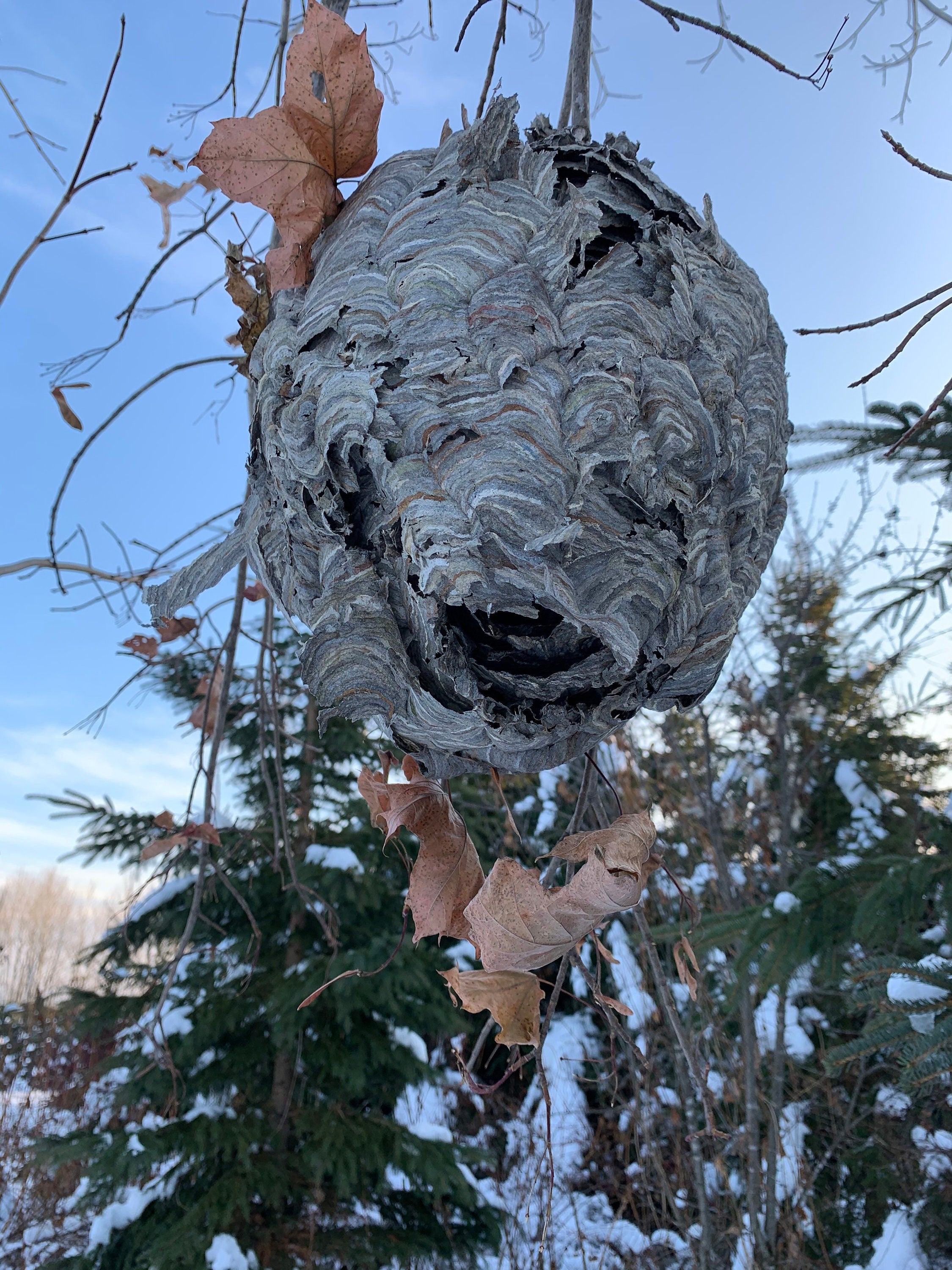 Bees Nest, Paper Wasp, Bees Hive, volley ball size