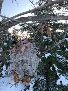 Bees Nest, Paper Wasp, Bees Hive, volley ball size