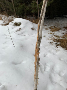 Buck rub on a white birch branch, approximately 52 inches tall and about 1 3/4 inch diameter