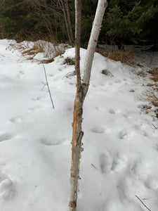 Buck rub on a white birch branch, approximately 52 inches tall and about 1 3/4 inch diameter