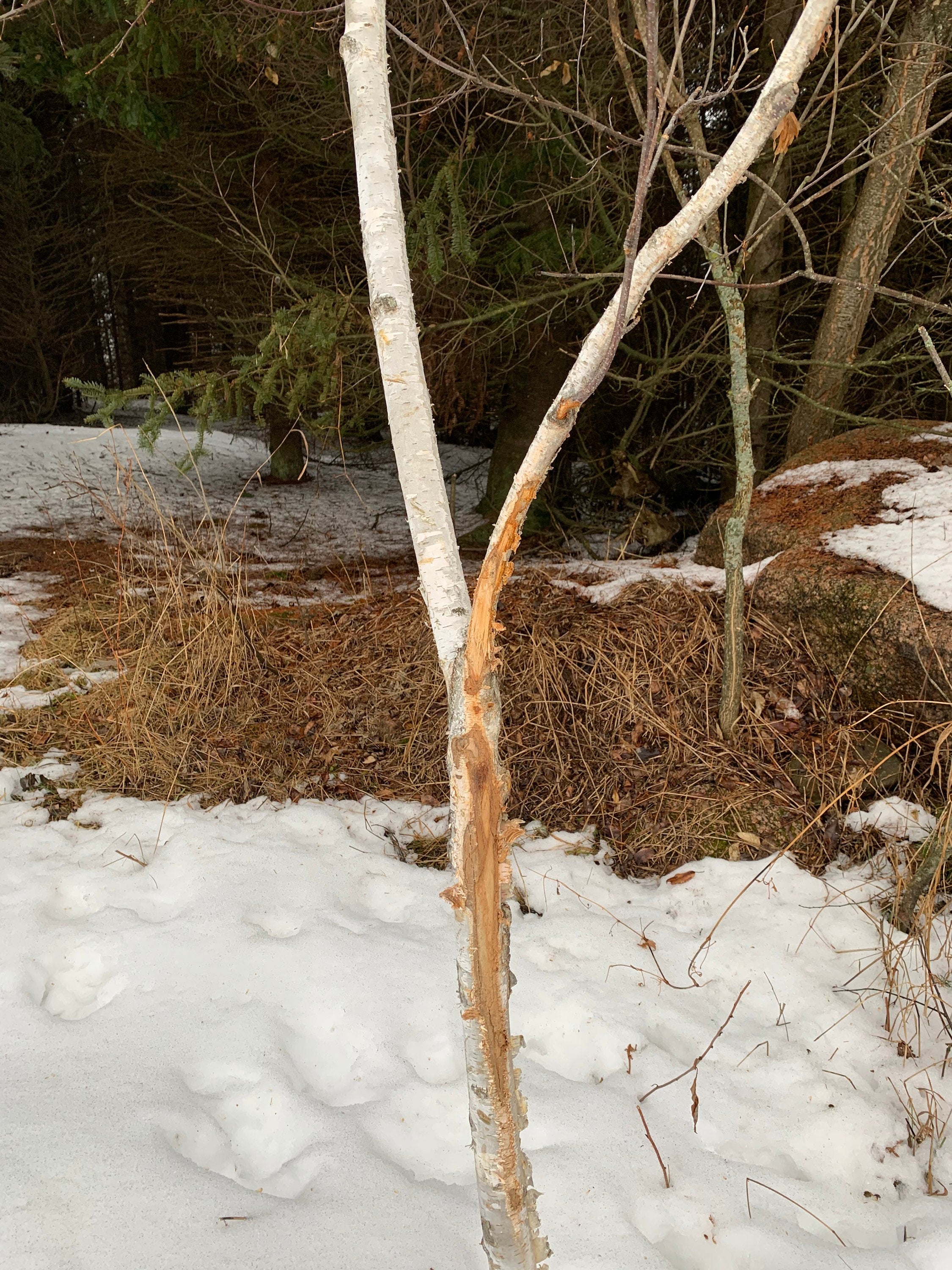 Buck rub on a white birch branch, approximately 52 inches tall and about 1 3/4 inch diameter