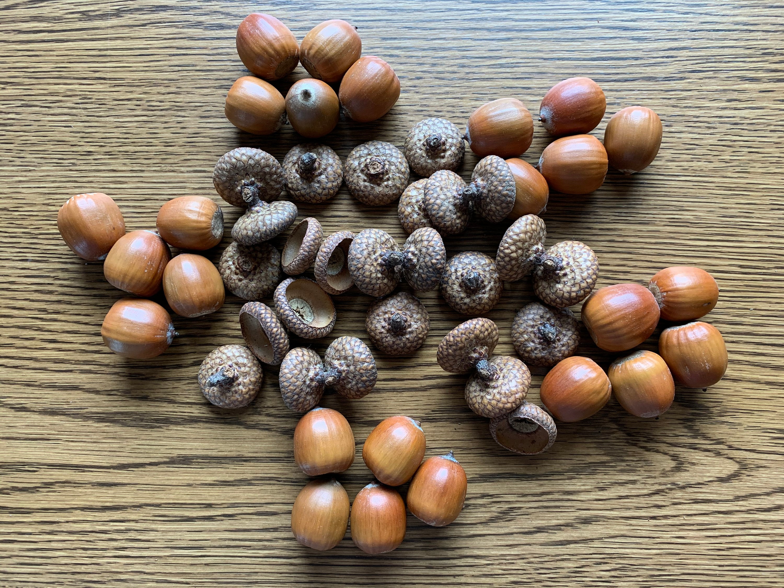 Acorns, 100 Red Oak Acorns with Unattached Caps