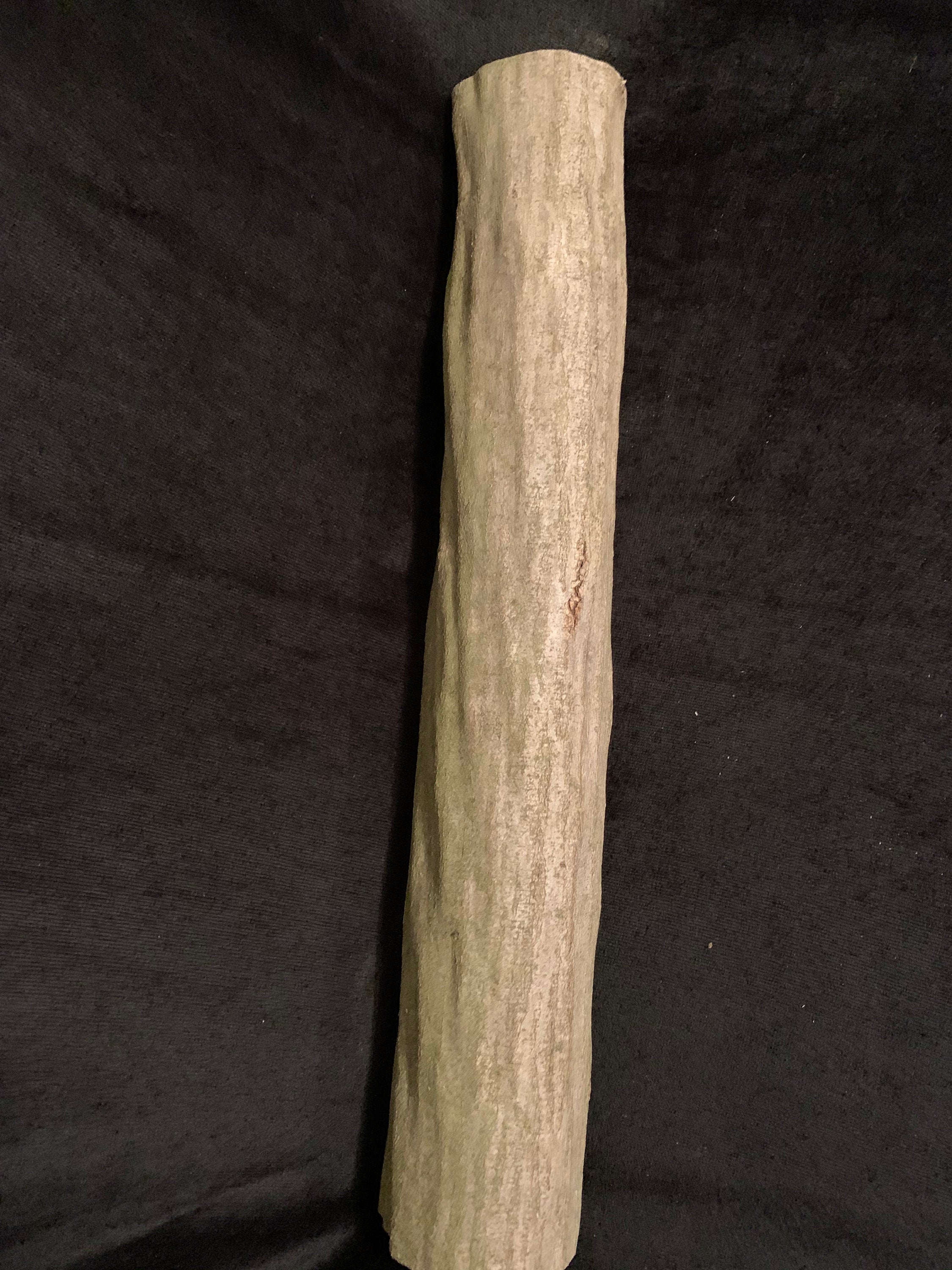 Blue Beech, Musclewood, Ironwood log, approximately 3 inches in diameter and 15 inches long