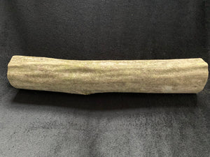 Blue Beech, Musclewood, Ironwood Log, Approximately 12 Inches Long x 2 Inches Diameter