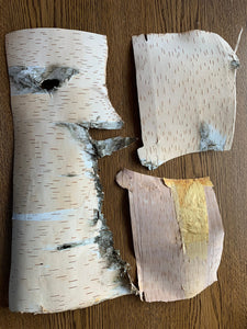 White Birch Bark, Inner Layer, Phloem, 3 Pieces