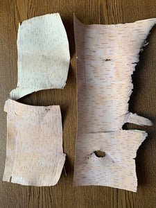 White Birch Bark, Inner Layer, Phloem, 3 Pieces