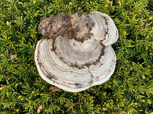 Polypore, conk, large, 8 x 6 x 3 inches