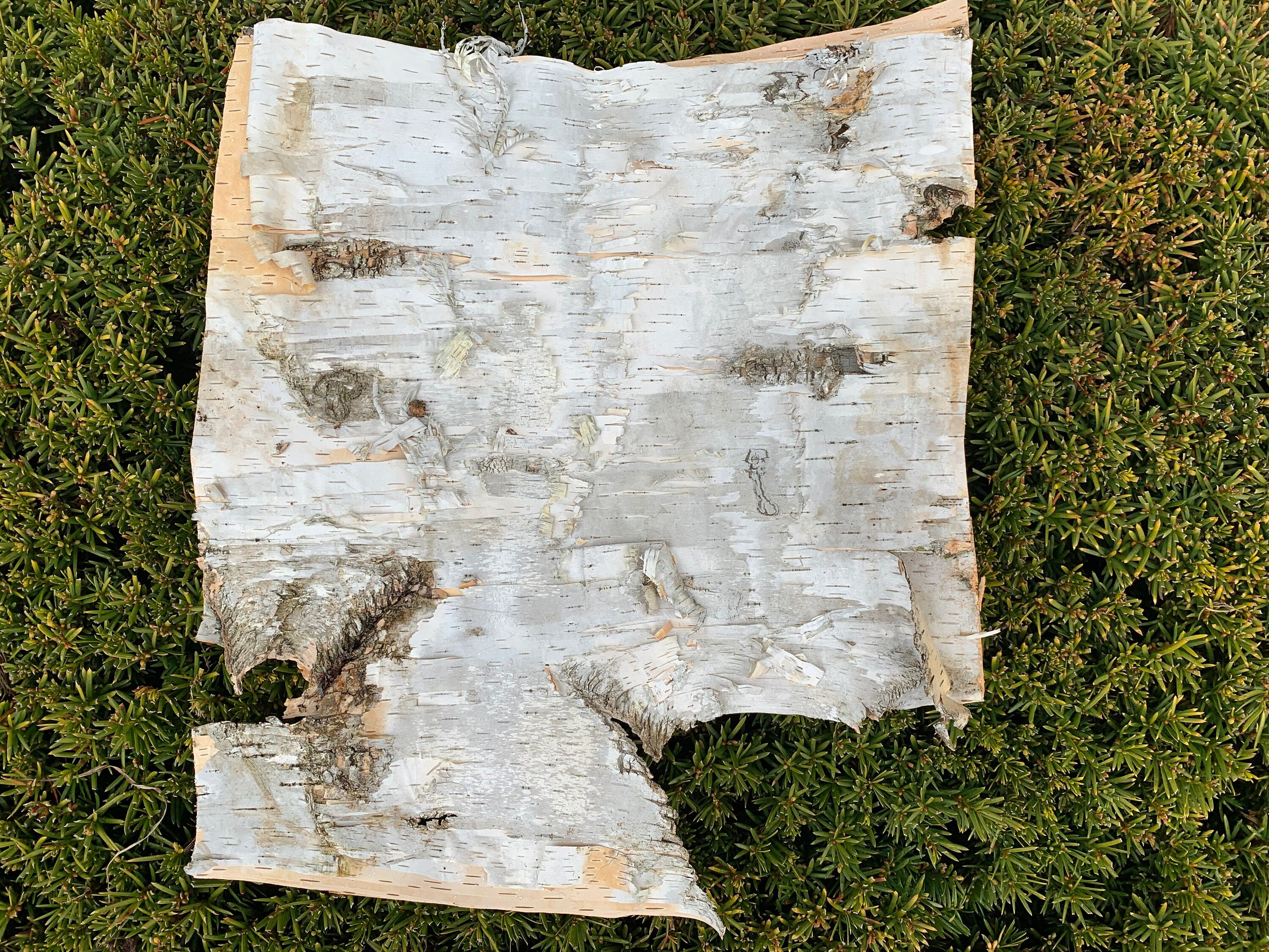 White Birch Bark, approx 17 inches x 15 inches, flat and firm