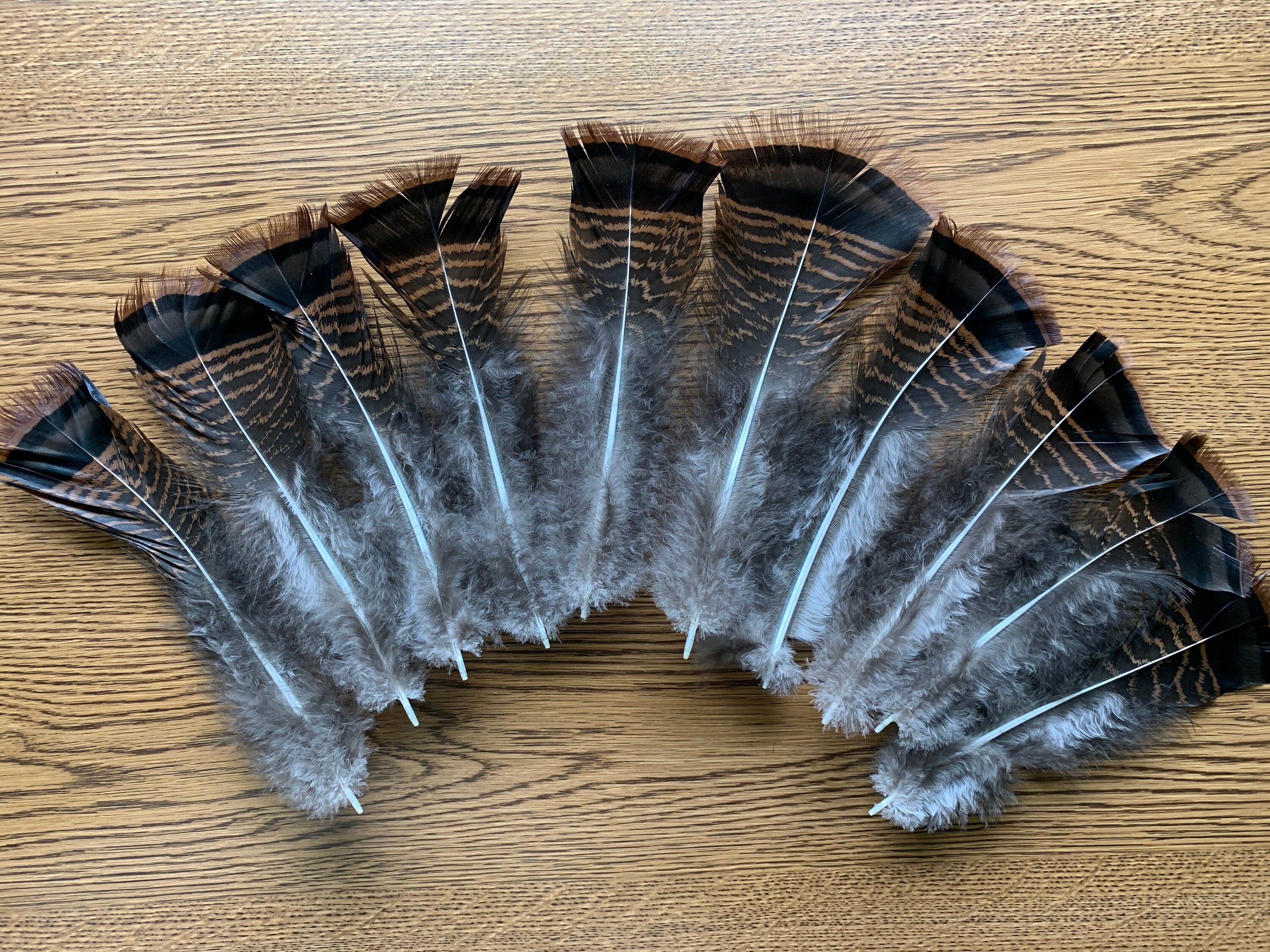 Turkey Tail Feathers, Wild Eastern Turkey Tail Feathers, 10 count, 6-7 inches