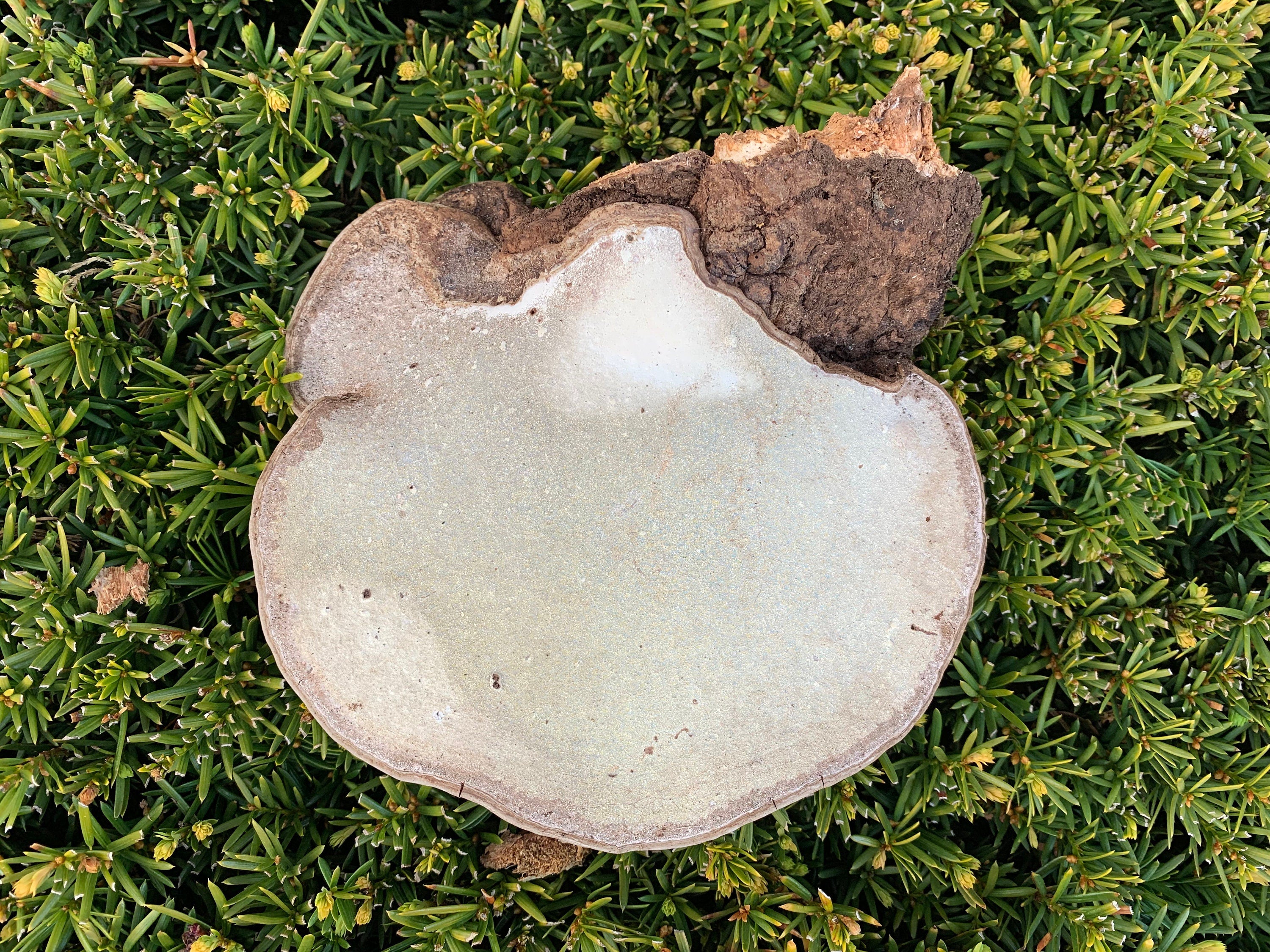 Polypore, conk, large, 8 x 6 x 3 inches