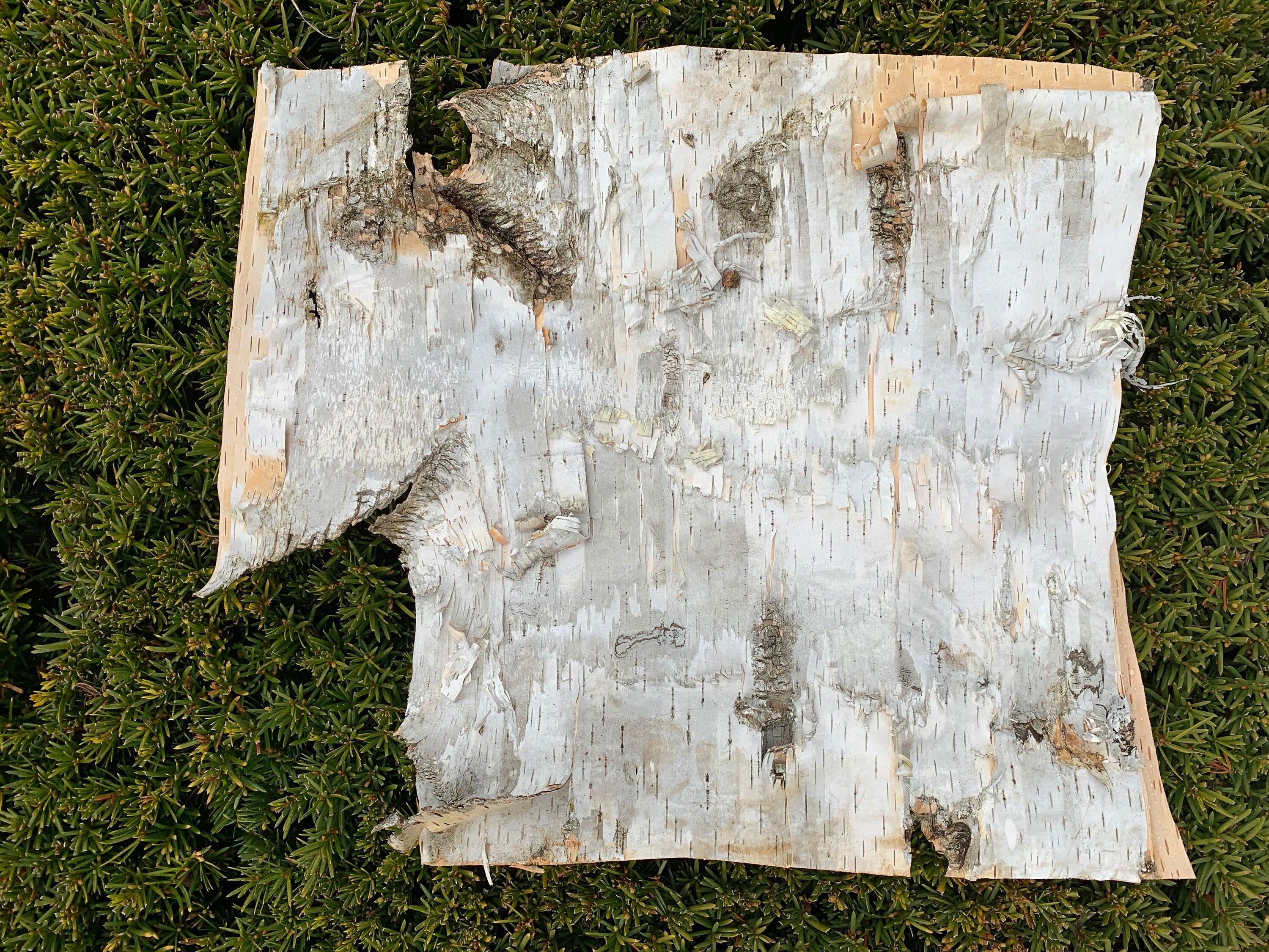 White Birch Bark, approx 17 inches x 15 inches, flat and firm