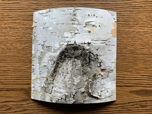 White Birch Bark, approx 6 inches x 6 inches, flat and firm