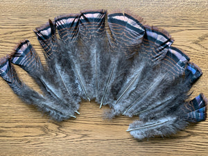 Turkey Tail Feathers, Wild Eastern Turkey Tail Feathers, 10 count, 6-7 inches