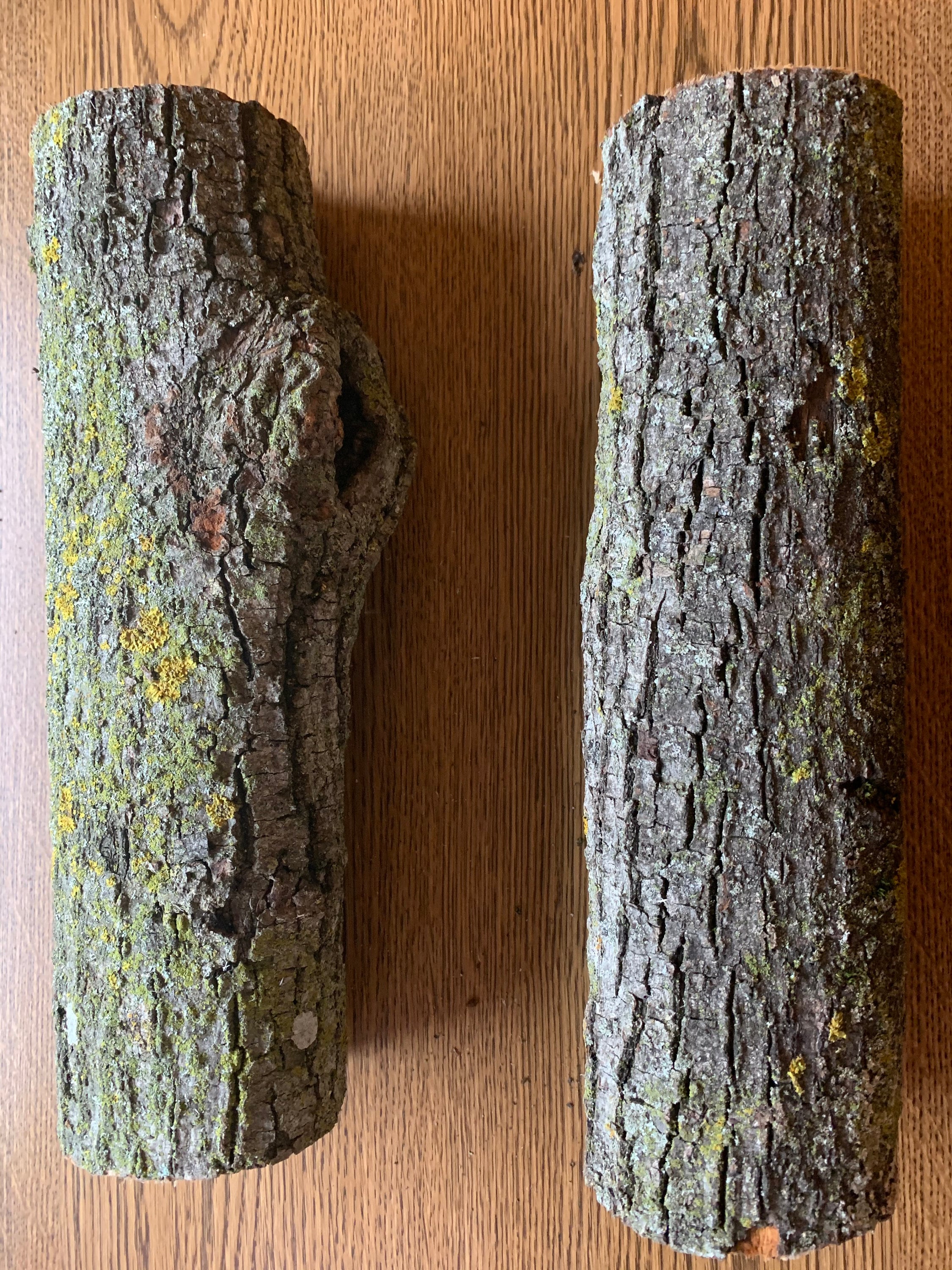 Basswood Logs, Two Count, Each is About 12 Inches Long and Between 2 1/2- 3 Inches Diameter