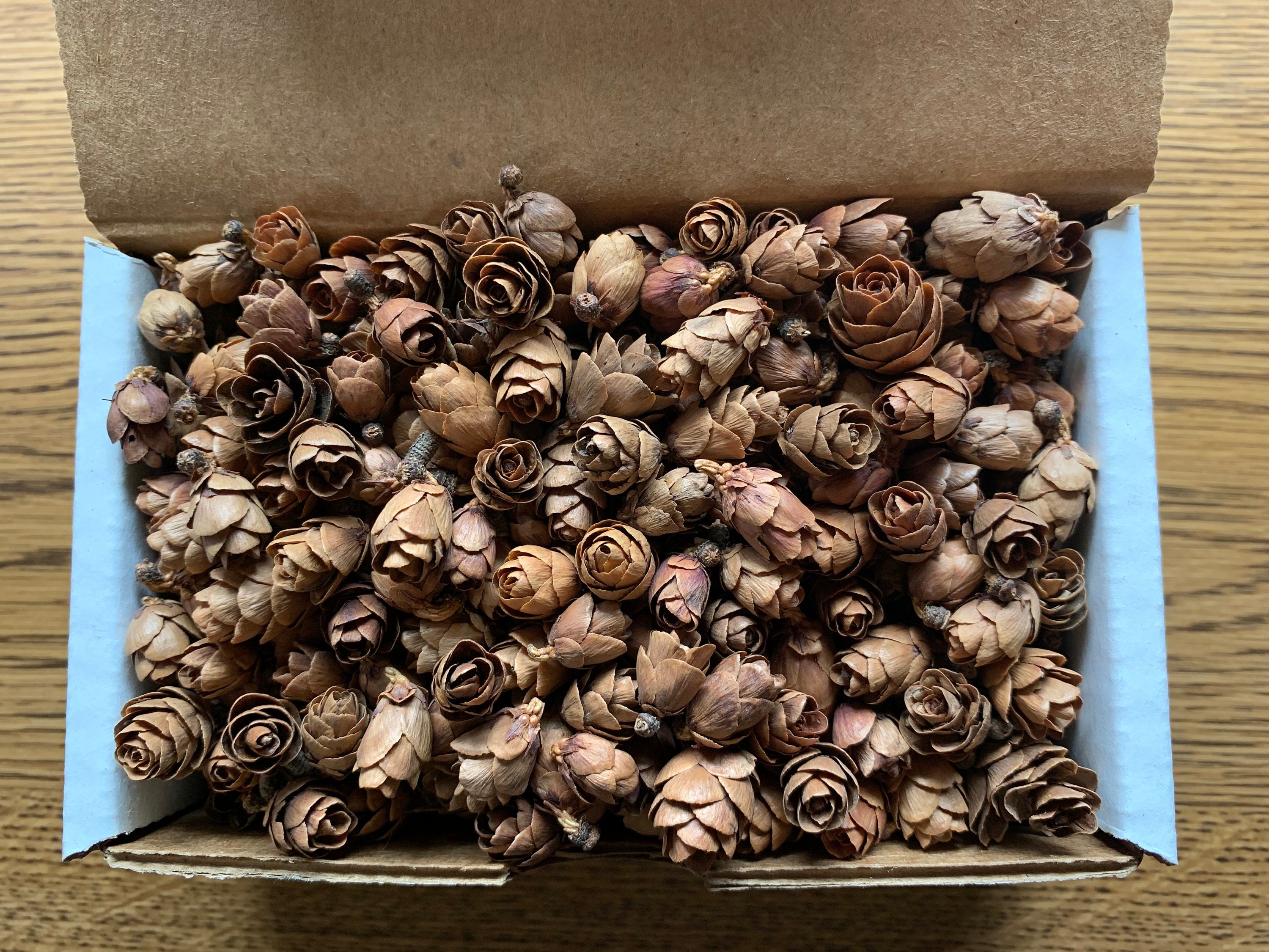 Tamarack Cones, 4 Ounces, Approximately 550 Cones