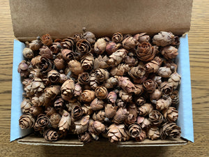 Tamarack Cones, 8 Ounces, Approximately 1000 Cones