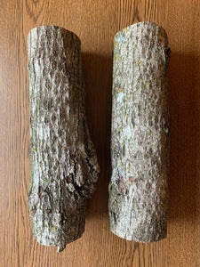 Basswood Logs, two count, each is about 12 inches long and between 4-5 inches diameter