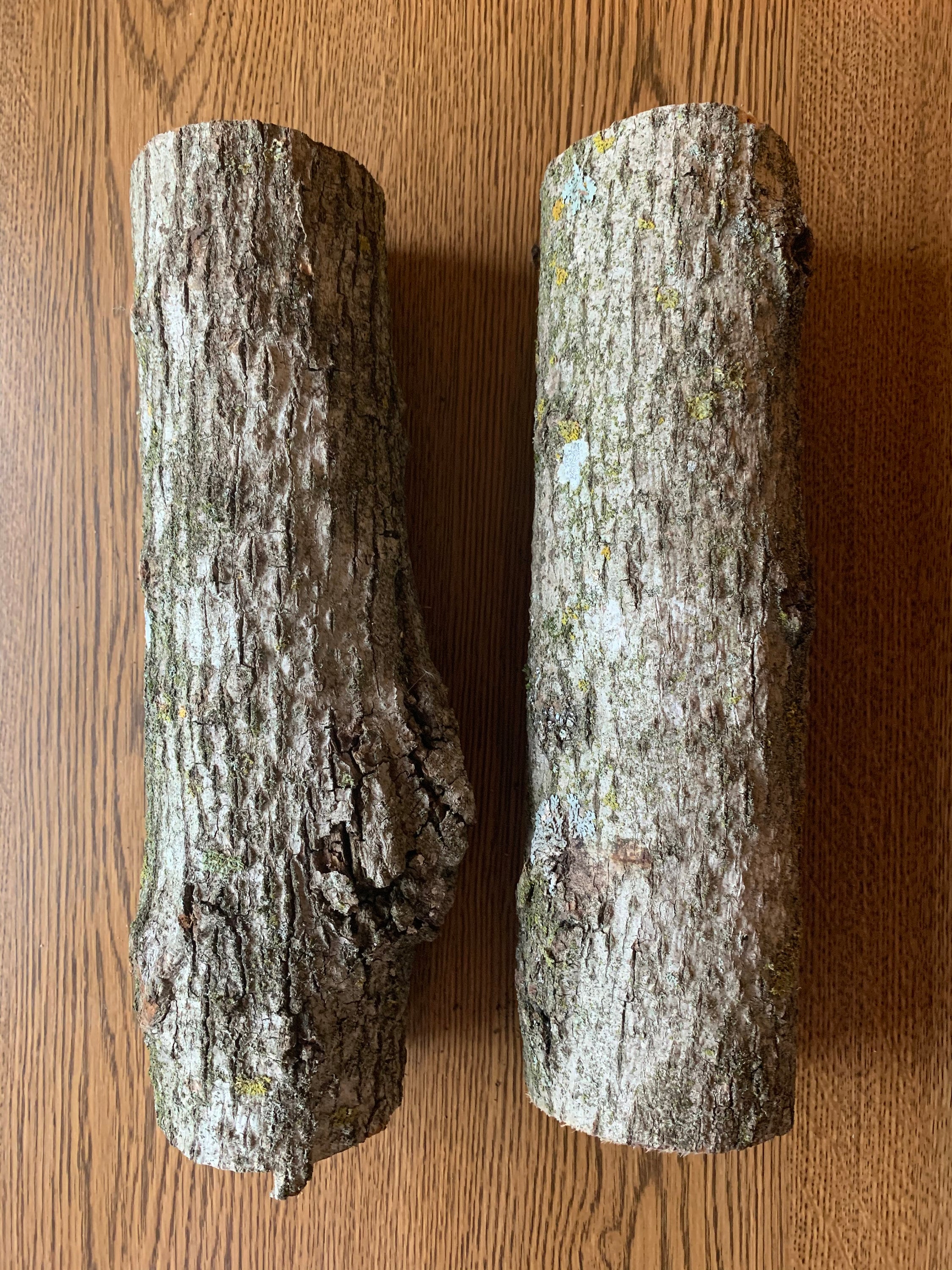 Basswood Logs, Two Count, Each is About 12 Inches Long and Between 2 1/2- 3 Inches Diameter