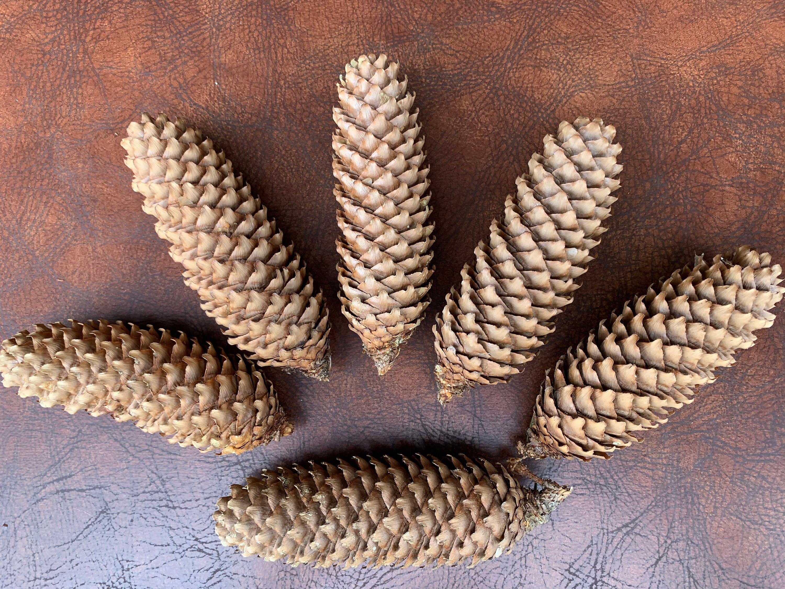 Norway Spruce Cones, 25 Count