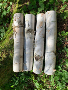 White Birch Branches, 4 count, 12 inches in length, about 3 inch diameter