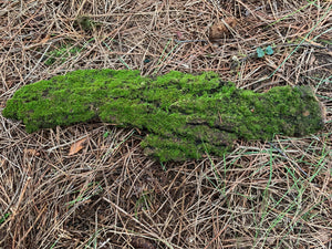 Mossy Bark, About  17 inches long and 5 inches wide