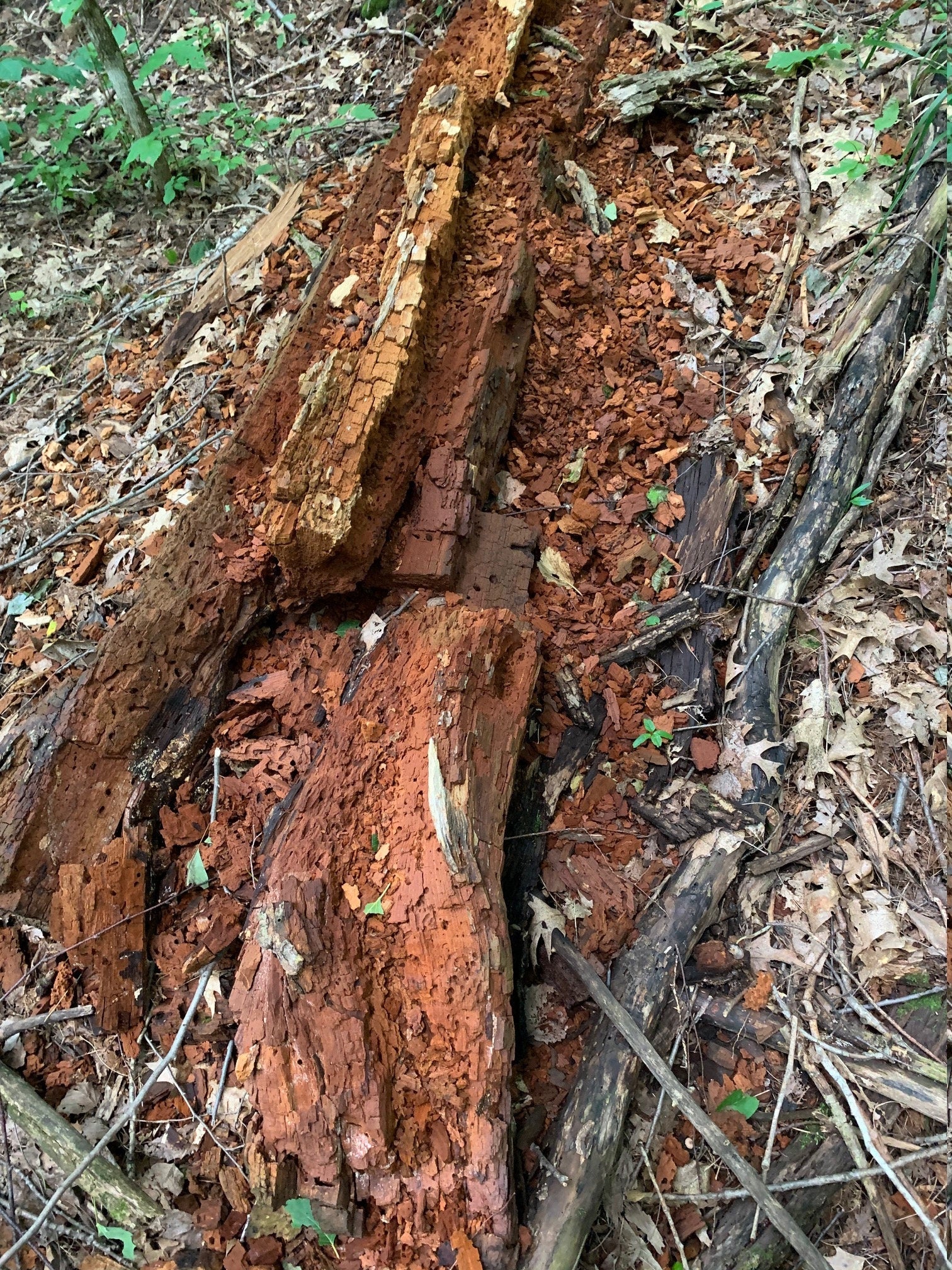 Decomposed Log, 6 Ounces