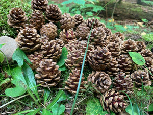 Pine Cones, Smaller, Red Pine, 150 Count, Beautiful Brown Cones, NOT Weathered or Gray