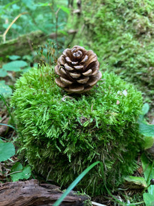 Pine Cones, Smaller, Red Pine, 150 Count, Beautiful Brown Cones, NOT Weathered or Gray