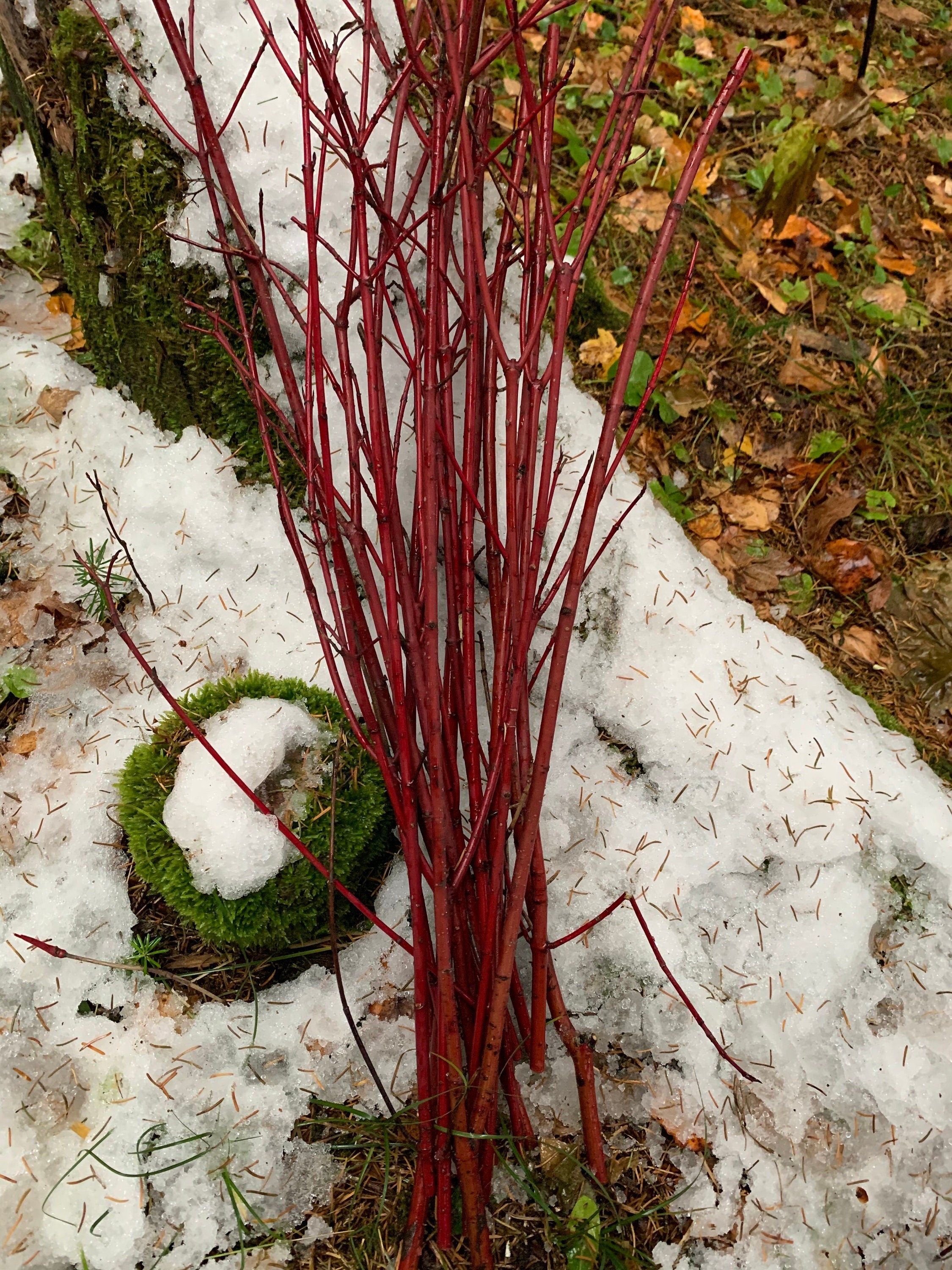 Sticks, Red Branches, Dogwood Red Osier,  8 ounce bundle