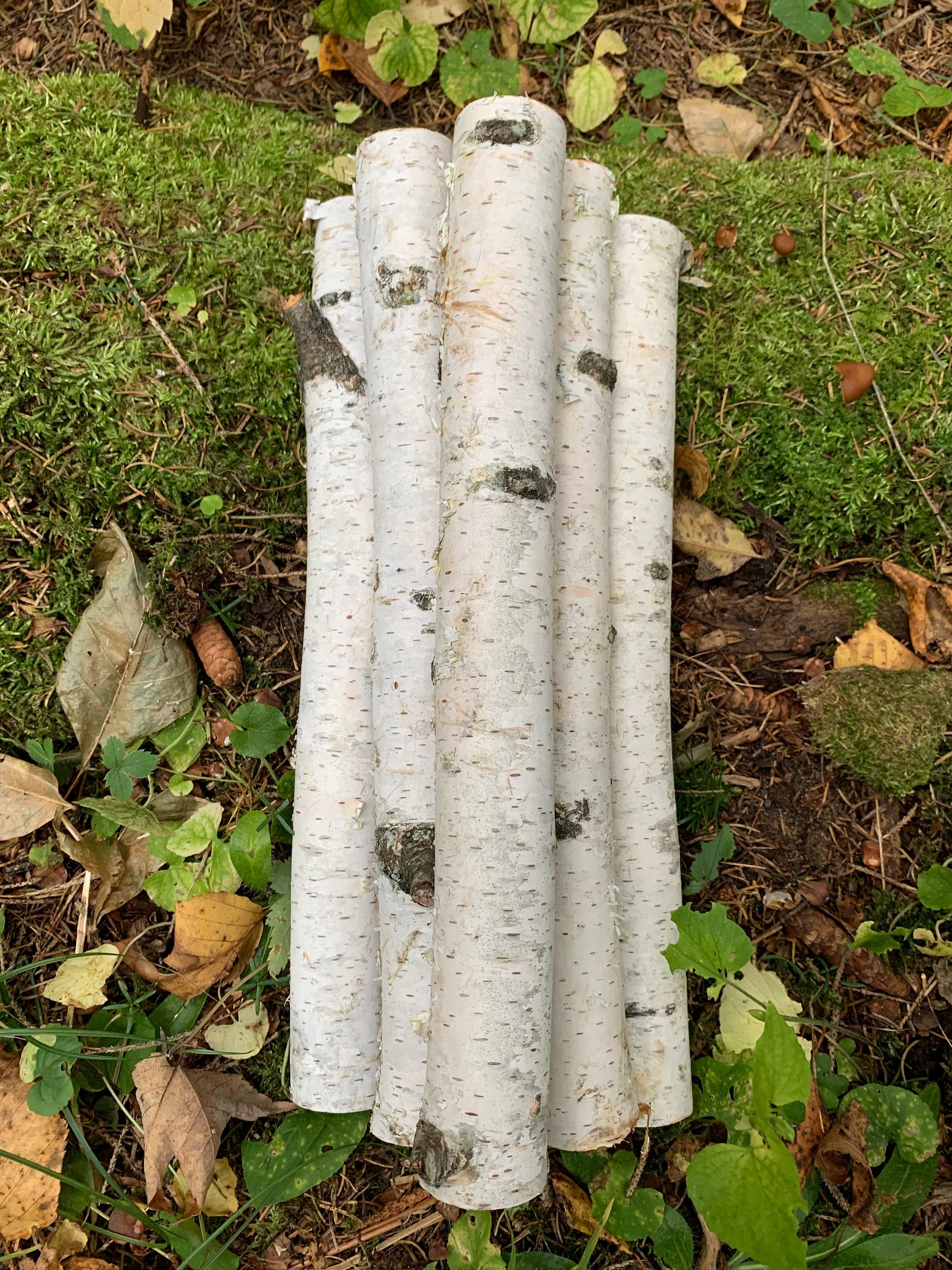 White Birch Branches, 6 count, 12 inches in length, 1 - 1 3/4 inch diameters