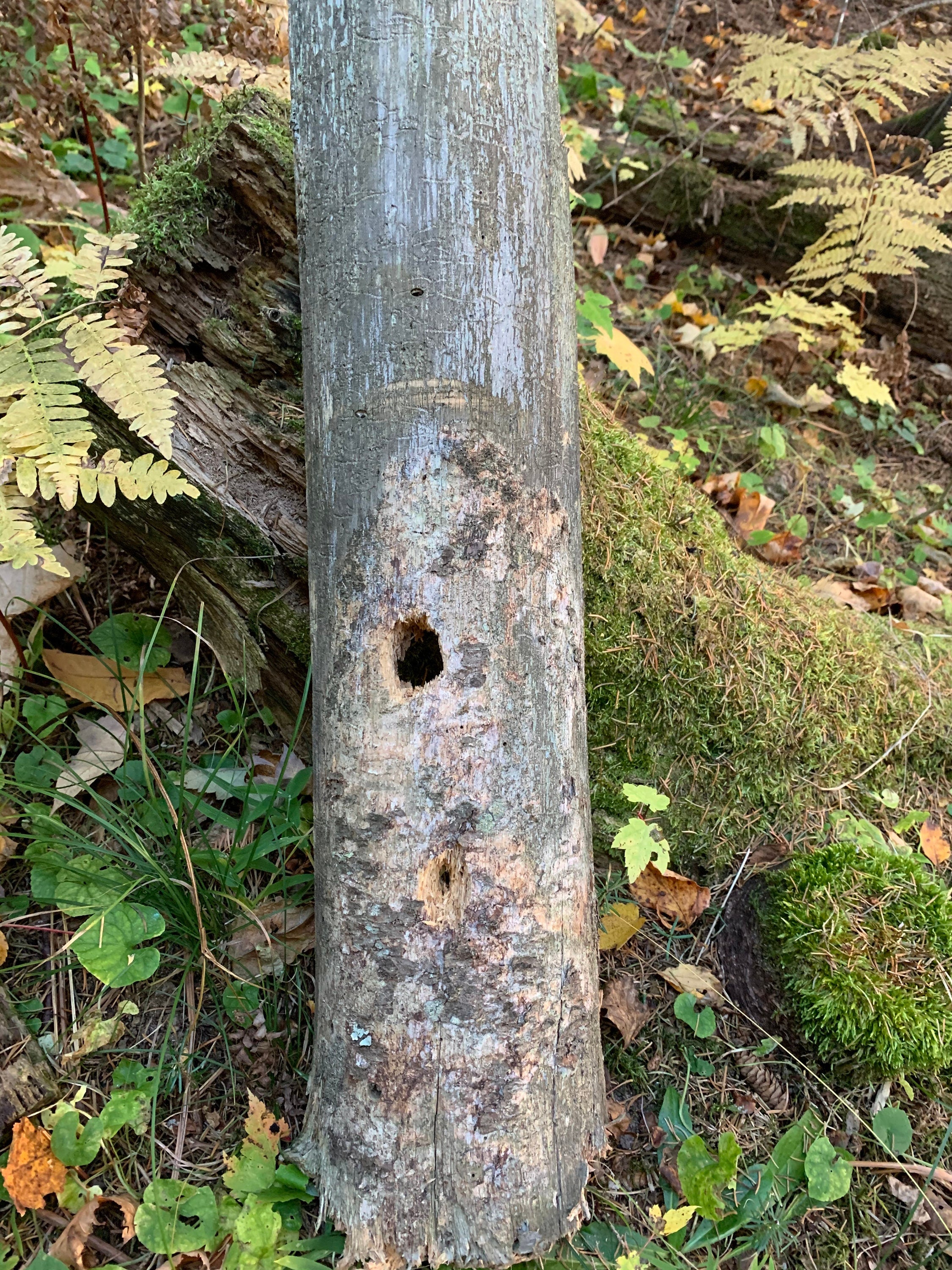 Rustic Log with Hole Made by Critters