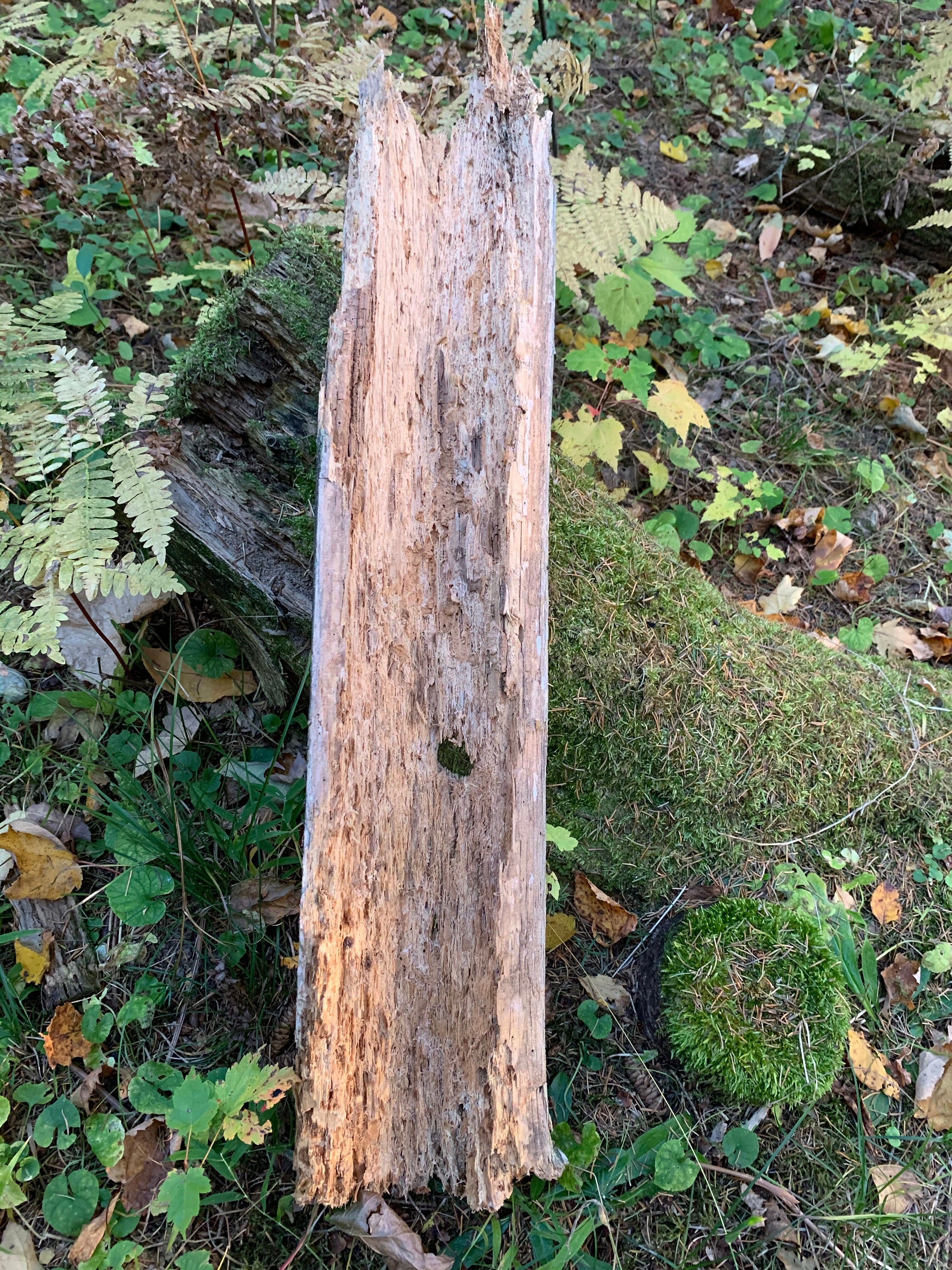 Rustic Log with Hole Made by Critters