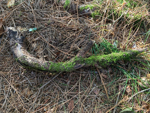 Mossy Log, Curled about 16 x 1 x 2 inches