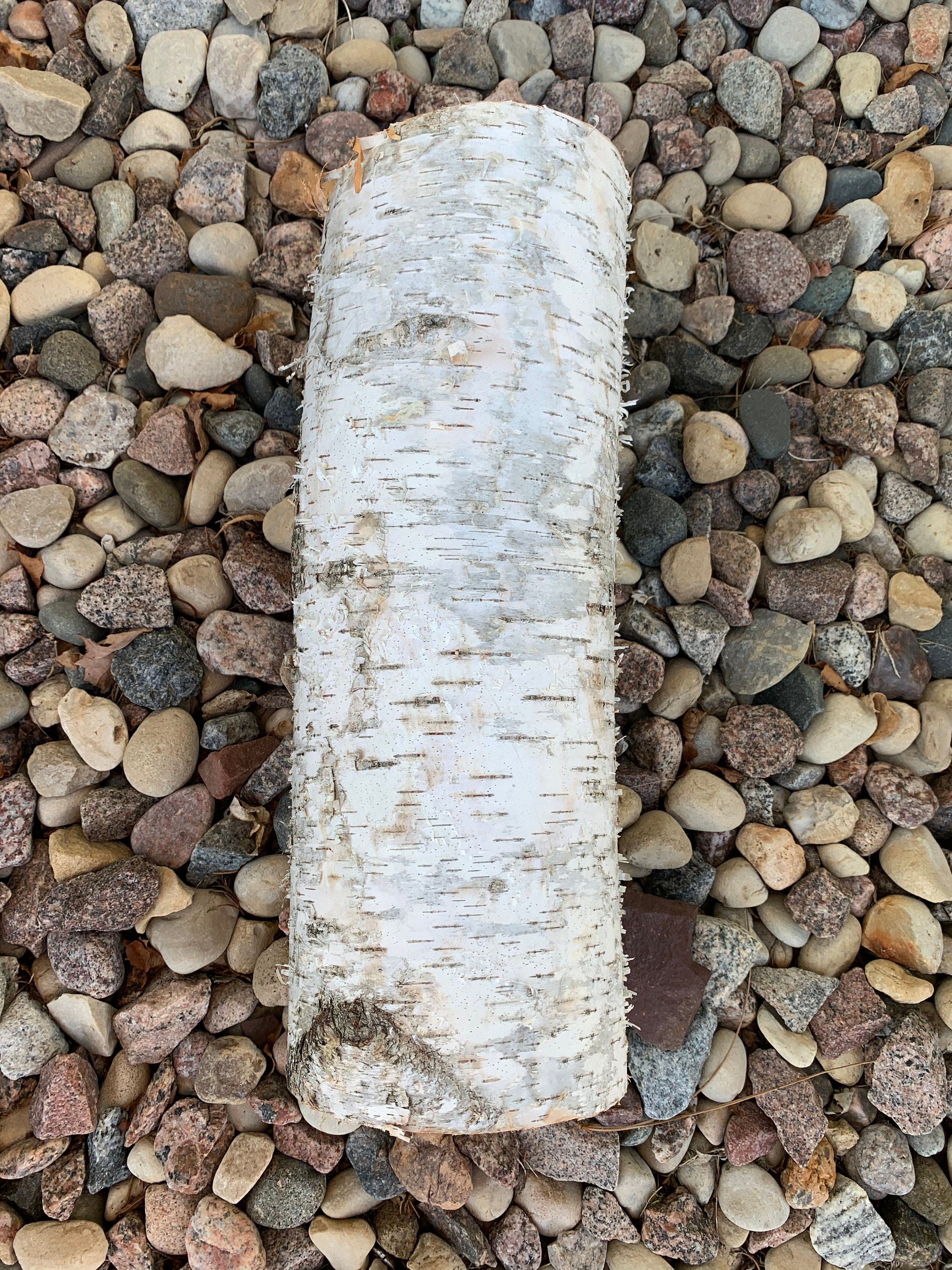 One White Birch Log approximately 16 inches in length, 5 plus inches in diameter