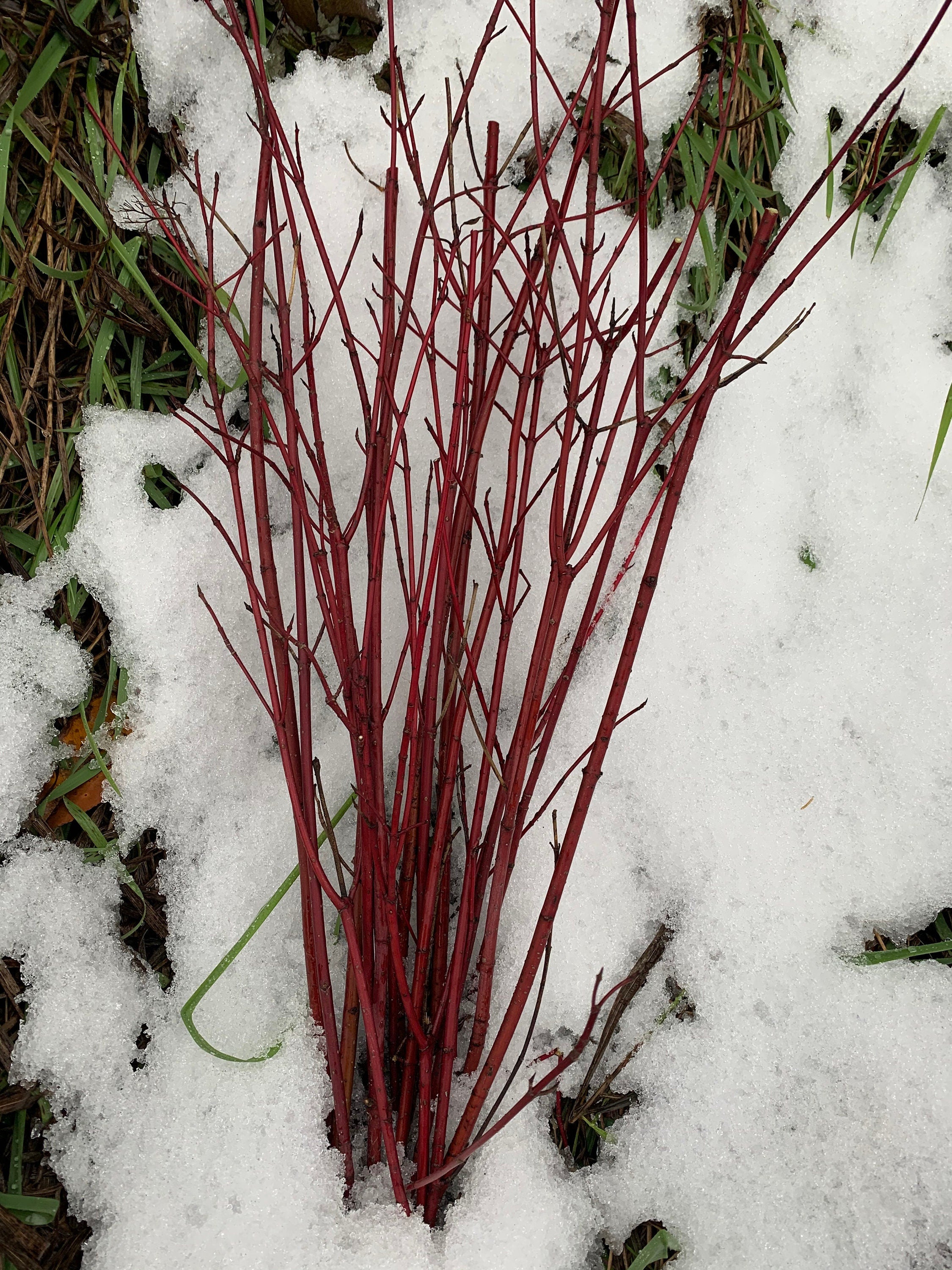 Sticks, Red Branches, Dogwood Red Osier,  8 ounce bundle