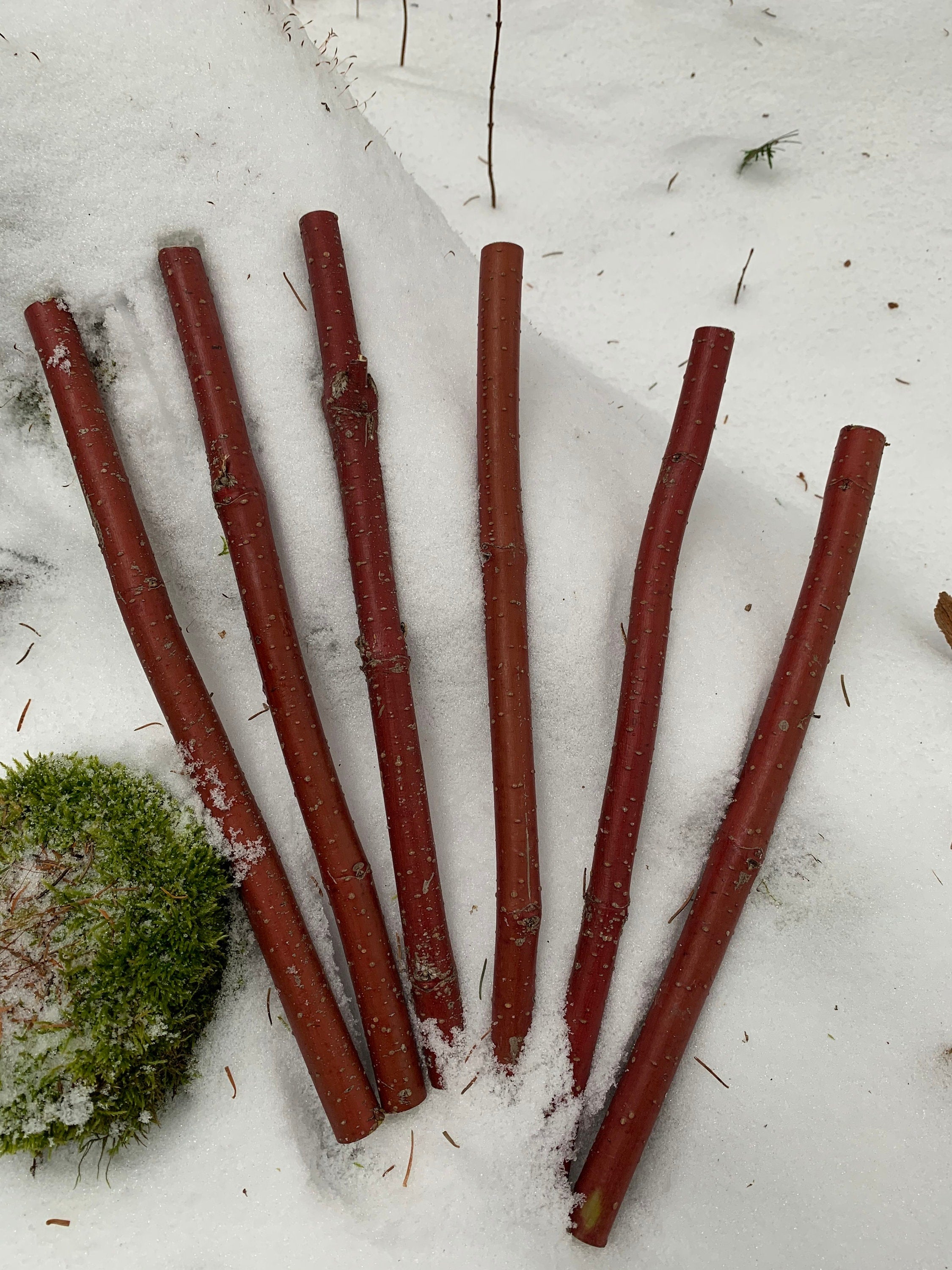 Dogwood Red Osier Branches, 6 pieces, 12 inches in length X 1/2 diameter