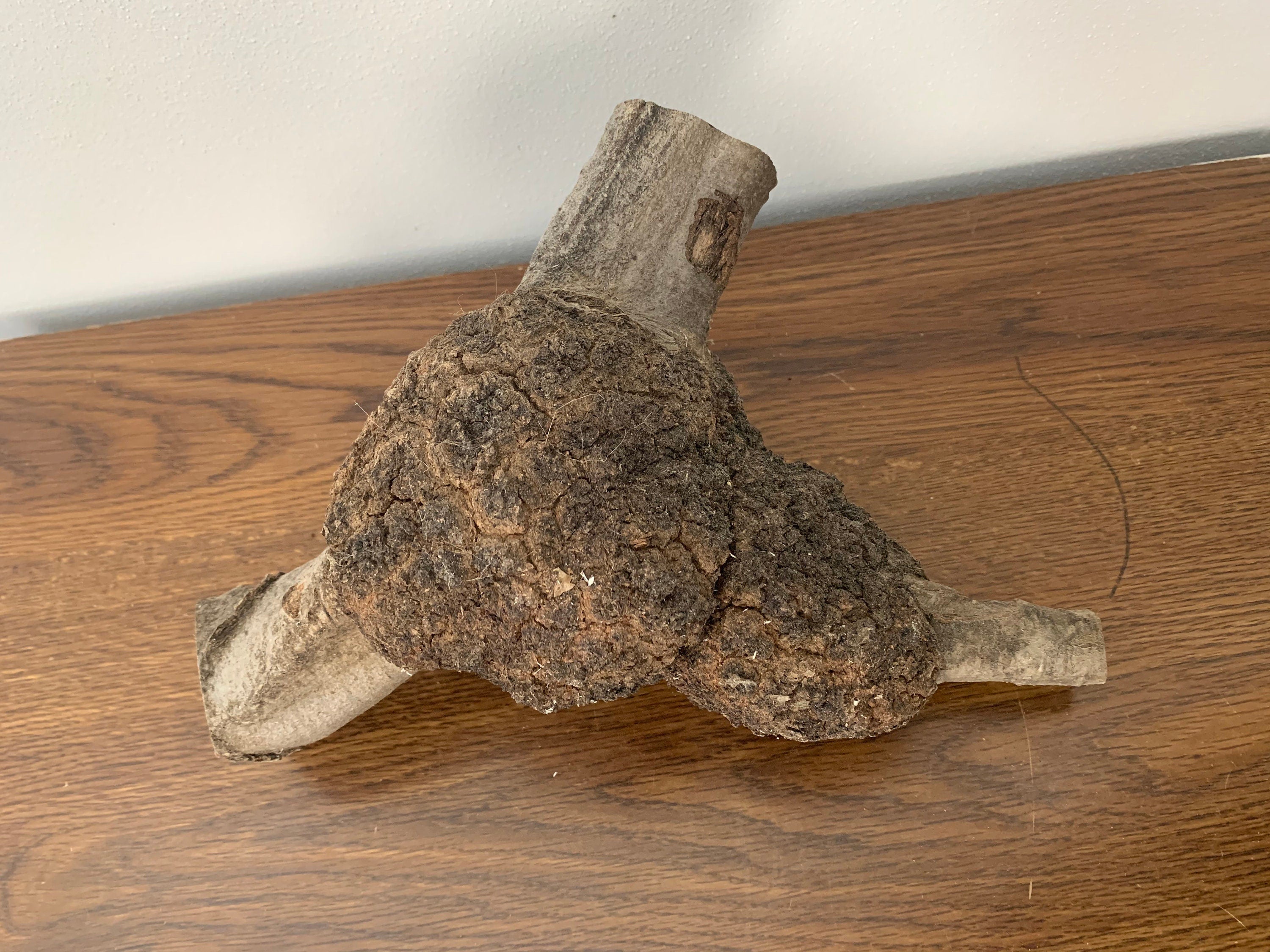 Burl, Oak Burl Triangle, Approximately 11 x 10 x 6 inches