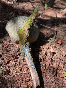 Live Moss on a Blue Colored Log, Mossy Log Approximately 22 Inches Long x 3 Inches Wide x About 2 Inches High