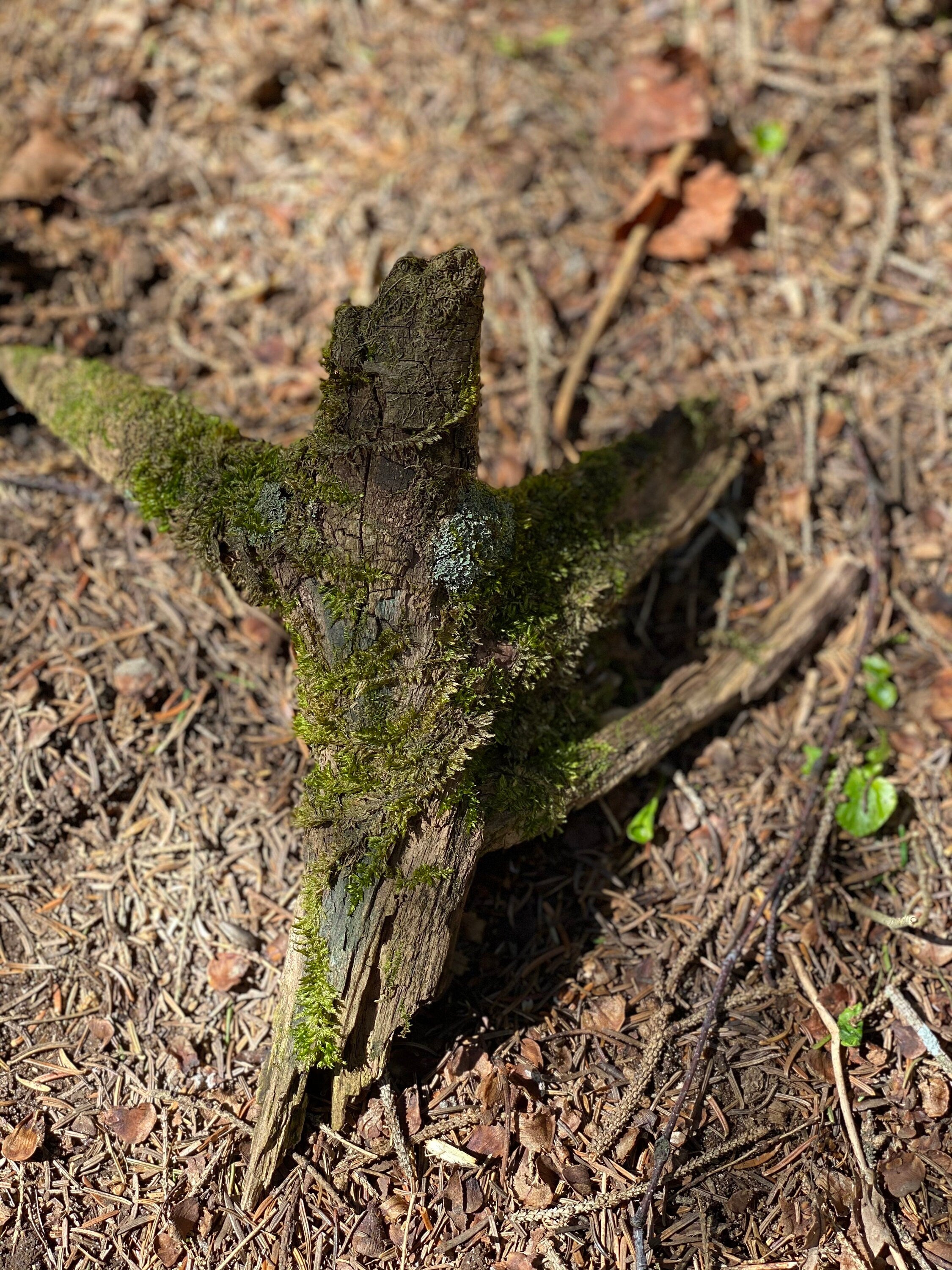 Live Moss Stick, Mossy Stick Approximately 9 Inches Long x 8 Inches Wide x About 3 Inches High