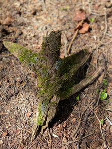 Live Moss Stick, Mossy Stick Approximately 9 Inches Long x 8 Inches Wide x About 3 Inches High